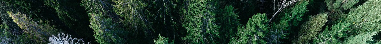 foresta